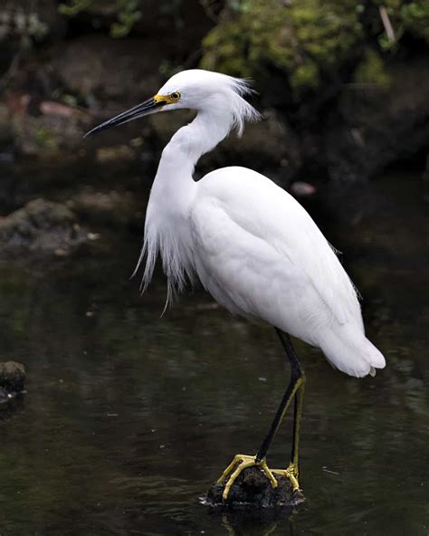 Egret Bird Facts - A-Z Animals