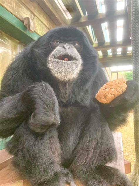 Down Syndrome Monkey Man Spoke To Apes In Their Own Language And Their