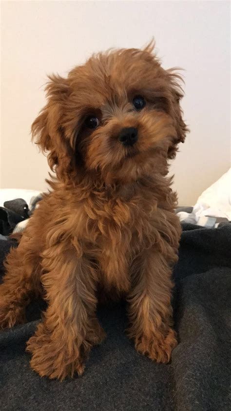 Image result for Poodle Cavapoo