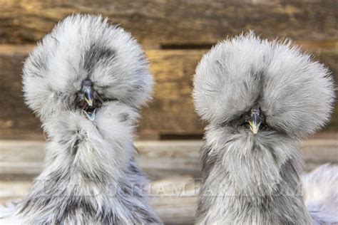 Silkie Chicken Lavender