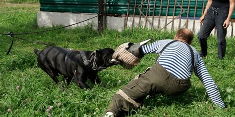 Cane Corso Dogs Attack 的图像结果