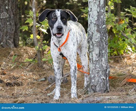 German Shorthaired Pointer German Shepherd Mix