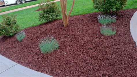 Mulch vs. Pine Needles: the ultimate ground cover showdown! 💥 in 2025 ...