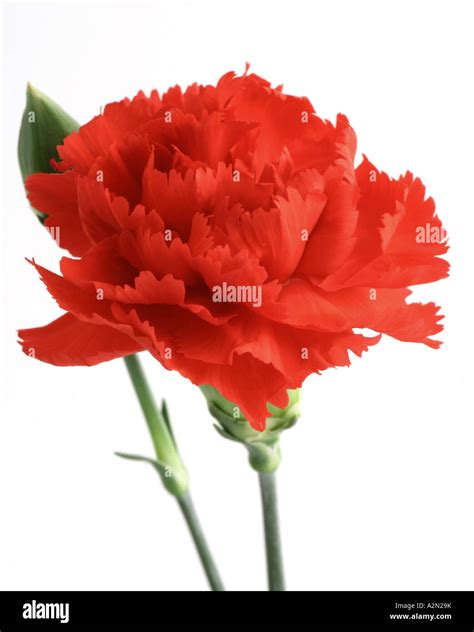 Red carnation (Dianthus caryophyllus) and bud Stock Photo - Alamy