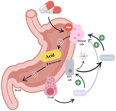 Why Take Famotidine at Night - Benefits and Tips
