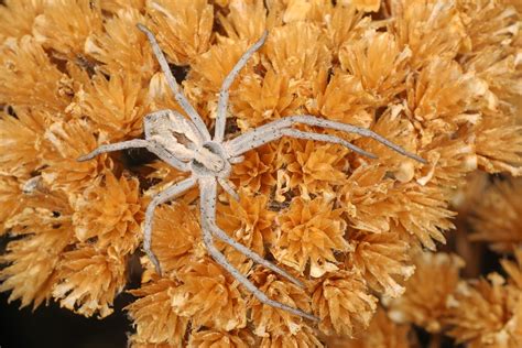 Common Spiders to Watch for In Colorado | Poisonous and Non-Venomous ...