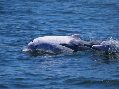 再見， Popper！一隻中華白海豚之死 - 國家地理雜誌中文網