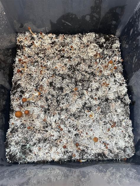 [actives] Did my side by side comparison. Right is layered grain and ...