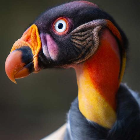 Latin American Animals