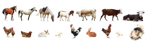 Pharma Rumen Bypass Fat for Cow Cattle Buffalo & Farm Animals ...