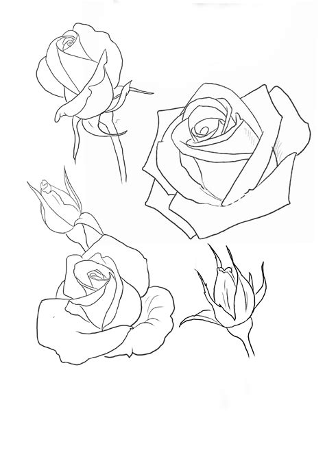 Three Roses Drawing