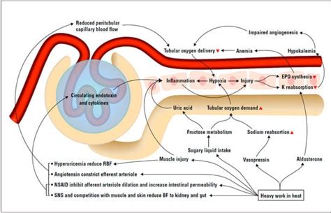 Nutrients | Special Issue : Hydration and Nutrition Considerations for ...