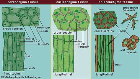 Organisation of cells plant tissues - Karnataka Open Educational Resources