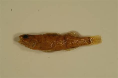 Etheostoma asprigene | FWS.gov