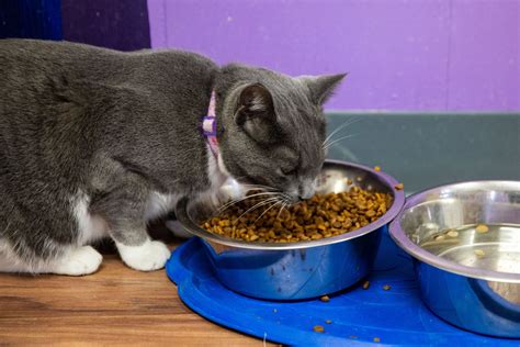 Kalamazoo cat cafe close to reaching 1000 successful adoptions - mlive.com