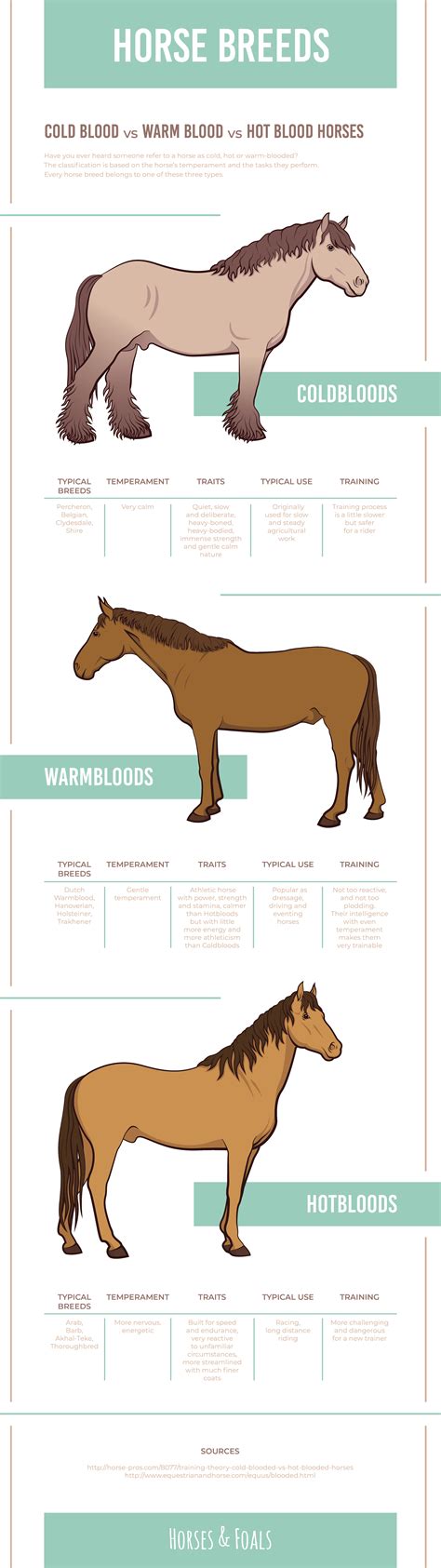 Hot, Warm And Cold Blooded Horses: What's The Difference?