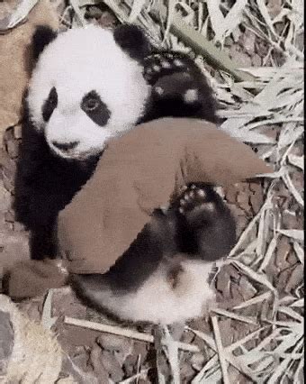 Image result for Pandas Library Python Application