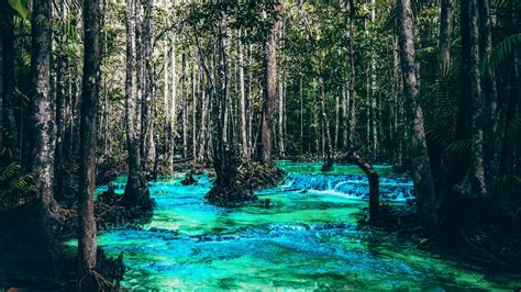 Download wallpaper 3840x2160 river, trees, flow, branches 4k uhd 16:9 ...