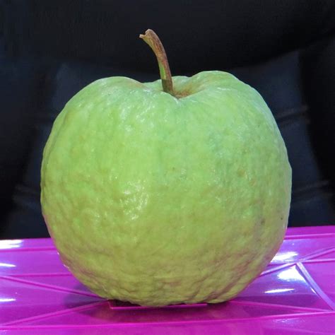 VNR Guava Live Plant (Psidium guajava) – veliyathgardens