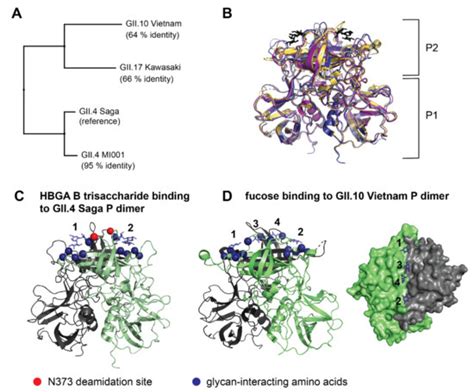 Glycan-Induced Protein Dynamics in Human Norovirus P Dimers Depend on ...
