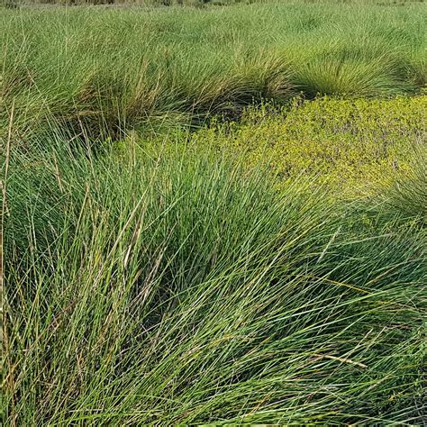 Sedges & Grasses are a wetland's foundation — Green Star Wetland Plant Farm