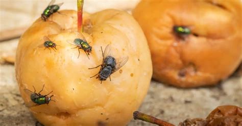 Image result for Intrasexual Selection Drawing