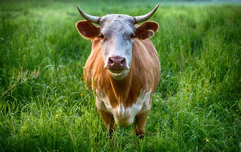 100+ Peaceful Cow Pictures · Pexels · Free Stock Photos