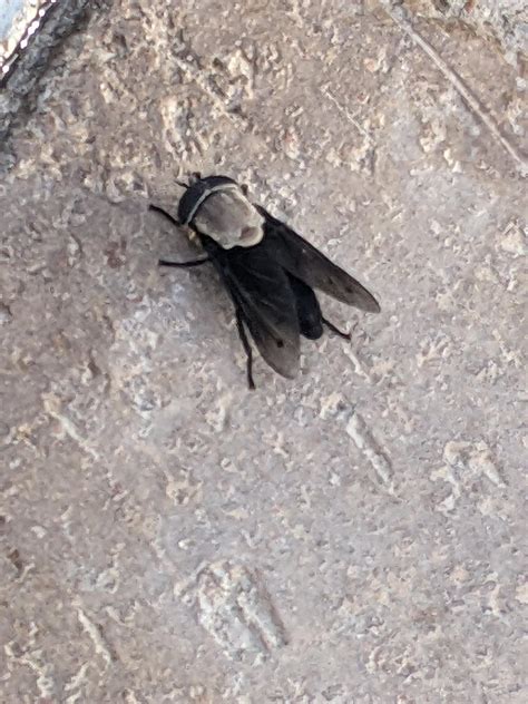 Large black fly in Phoenix, AZ. Doesn't look like a locust. Giant ...