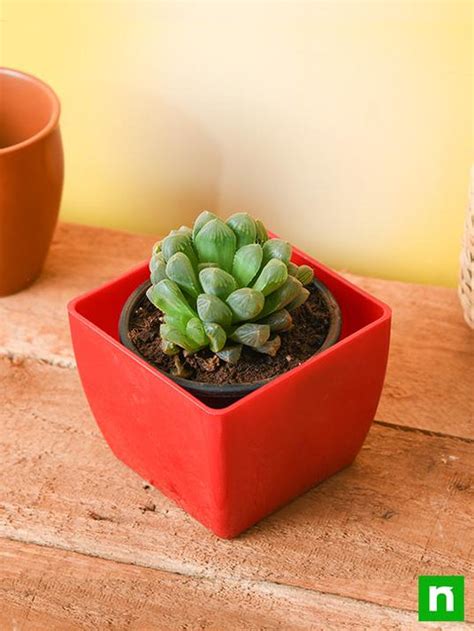 Buy Haworthia cooperi - Succulent Plant online from Nurserylive at ...