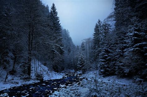 Forest Landscape High Resolution 的图像结果