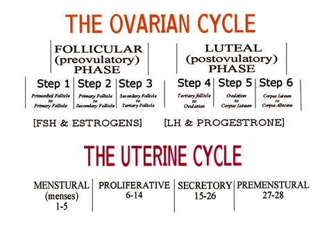 4 Stages Of Uterine Cycle