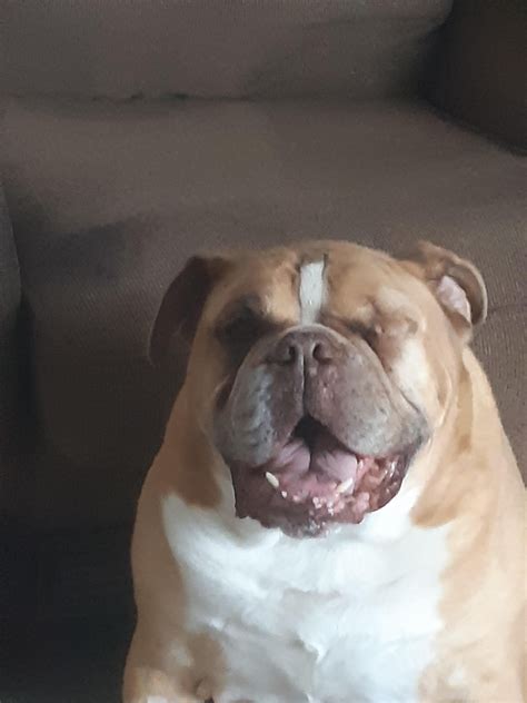 He made it heres a couple pics of chief after losing his eye post op and 2 weeks later hes doing ...