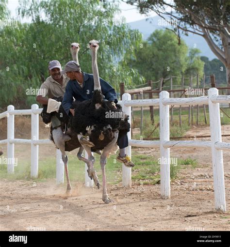 Ride On Ostrich