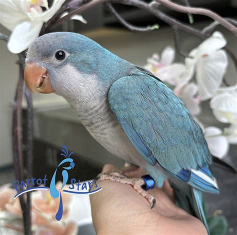Quaker Parrot, Monk Parakeet For Sale