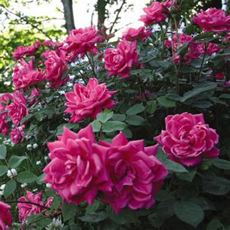 Pink Double Knock Out Rose | PlantAddicts.com