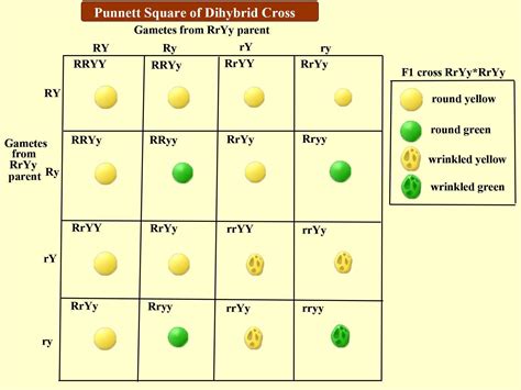 The pea plant with round- shaped seeds with the yellow color seed (RRYY) crossed with another ...