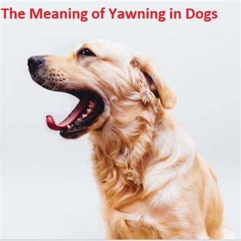 Why Is My Dog Yawn So Much at Joanne Bender blog
