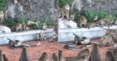 Monkey and Python 的图像结果