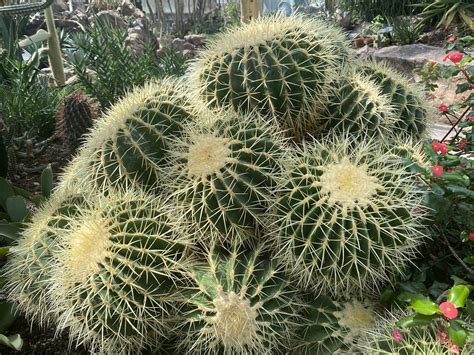 Golden Barrel Cactus Care: The Best Guide from Cacti Experts
