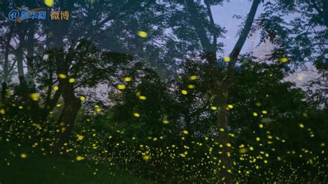 科学网—故乡的微光：保护勐仑的萤火虫 - 刘光裕的博文