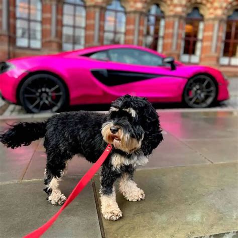 Image result for Toy Cockapoo Adult