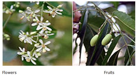 vedic-lifestyle/food/trees/neem - Indian Scriptures