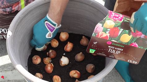 How to: Lasagne plant bulbs   YouTube