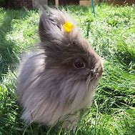 Image result for Daisy Rabbit