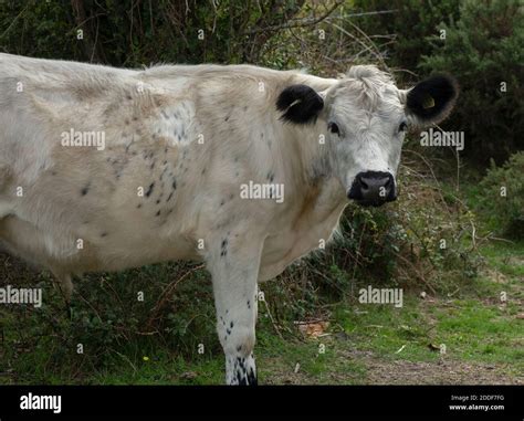 British White cattle grazing heathland at Stoborough Heath, Purbeck ...