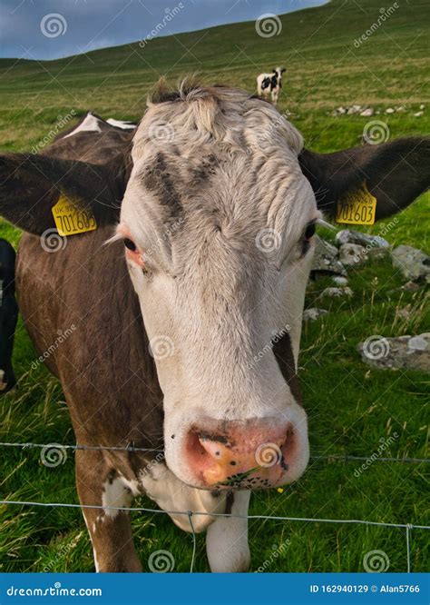 A Close Up of an Ayrshire Breed Dairy Cow in a Field in Shetland ...