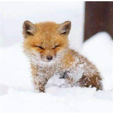 Cute Baby Fox - baby fox or skunk