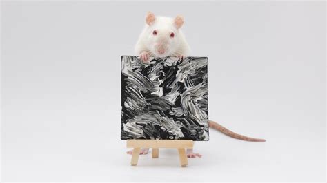 This weeks mini ratty paw paintings by my incredible pet rats! : r/Awww