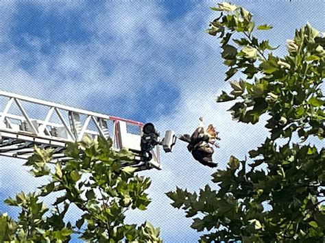 Red-tailed hawk rescue from netting at Woodland Golf Club in Newton ...