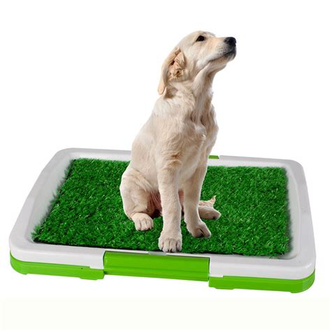 Dog Health and Care – Pets Empire